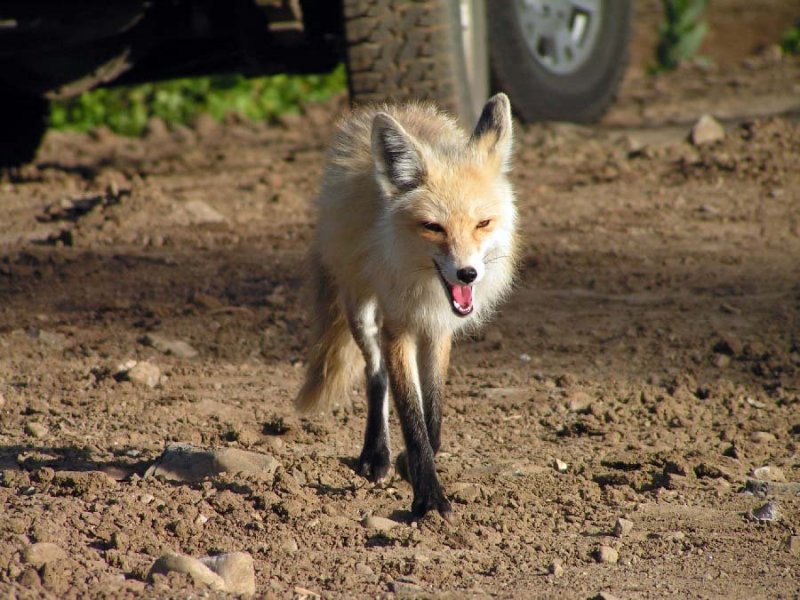 fox01.jpg